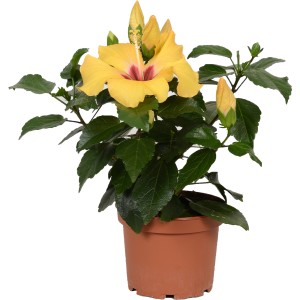Gelber Roseneibisch (Hibiscus Rosa-Sinensis) im Topf, eine blühende Zimmerpflanze von GROW by OBI.