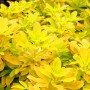 Mexikanische Orangenblume 'Sundance': Strauch mit leuchtend gelbem Laub.