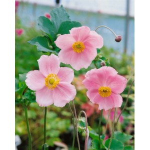 Rosa Herbstanemone 'Splendens' im 2L Container, eine blühende Staude für Beet und Garten.