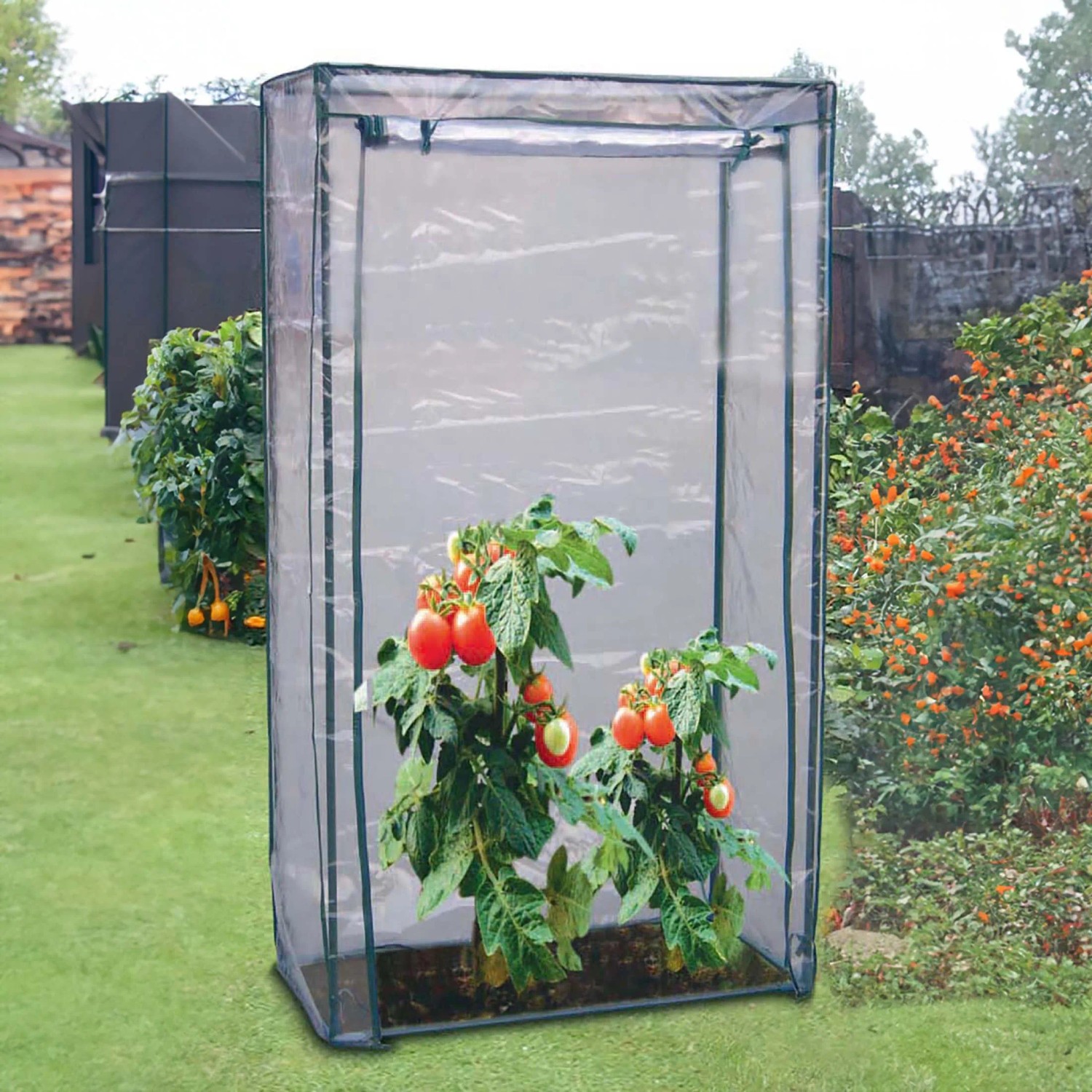 Tomatenhaus 100x50x150 cm mit Tomatenpflanzen im Garten.