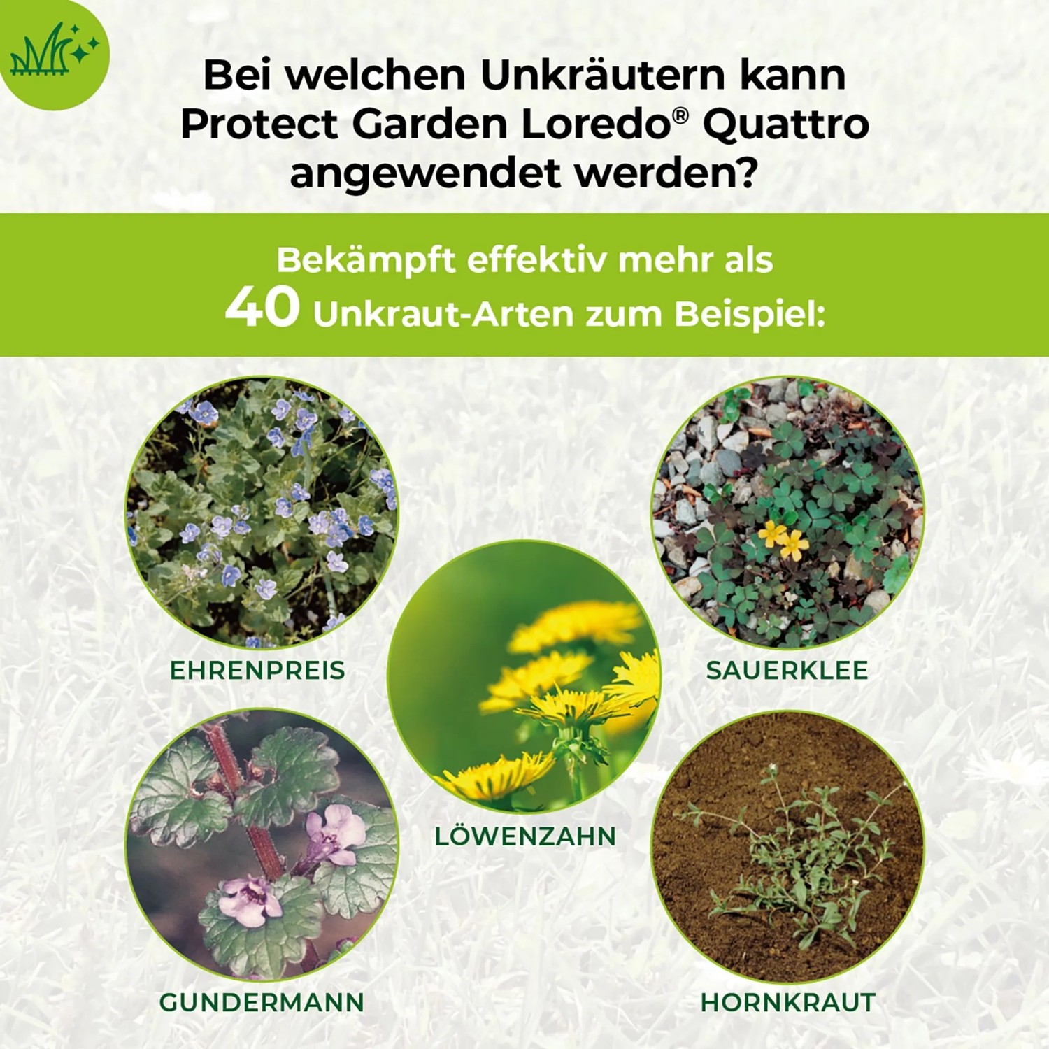 Protect Garden Loredo Quattro: Bild zeigt Beispiele bekämpfter Unkräuter wie Ehrenpreis, Löwenzahn, Sauerklee, Gundermann und Hornkraut.