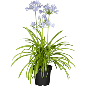 Agapanthus Schmucklilie 'Northern Star' im Topf mit blauen Blüten.
