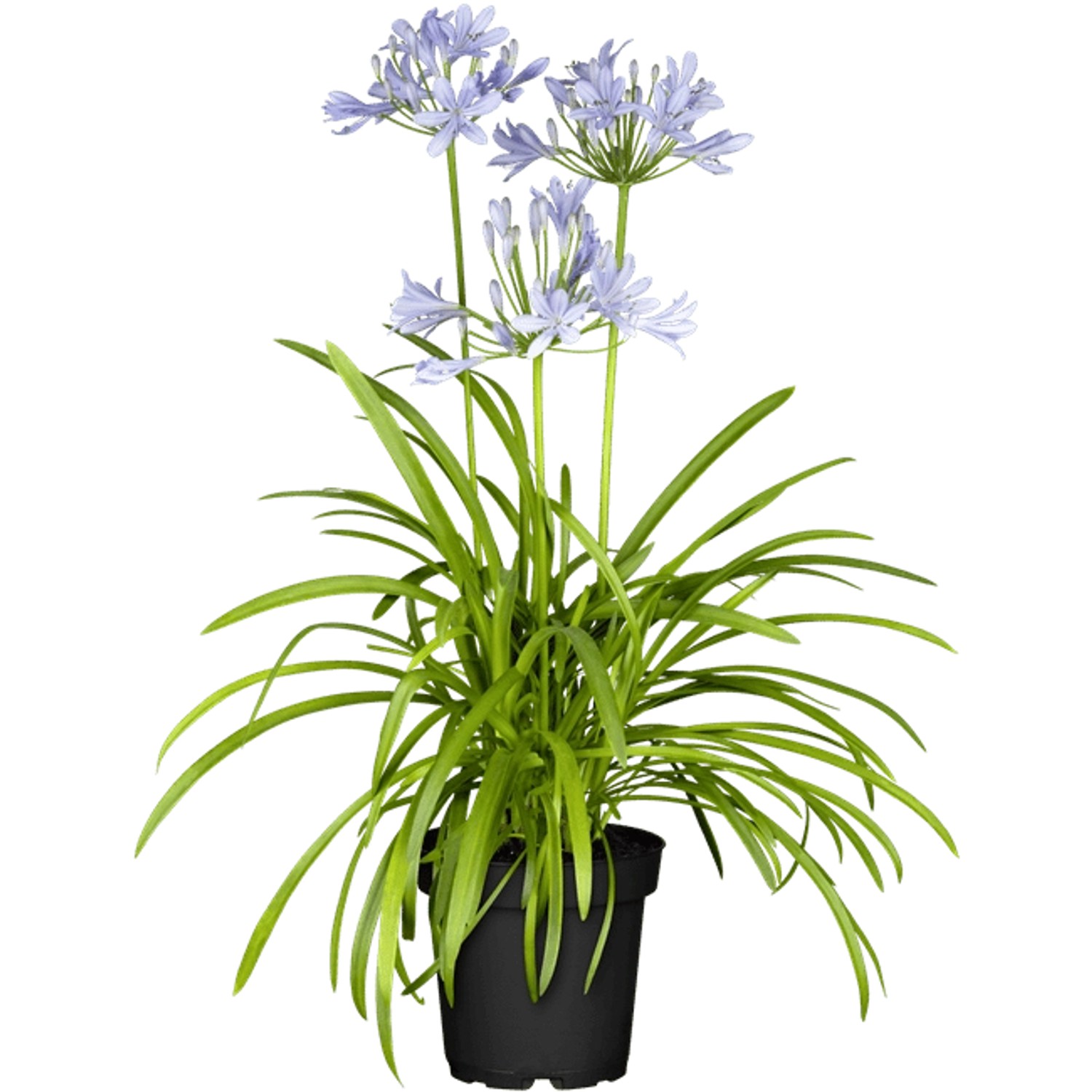 Agapanthus Schmucklilie Northern Star 2-3 Liter Container günstig online kaufen