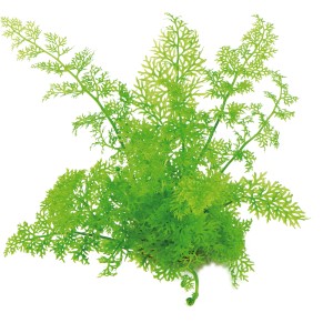 Dennerle Aquariumpflanze Ceratopteris Thalictroides, grüner Sumatrafarn für Aquarien.