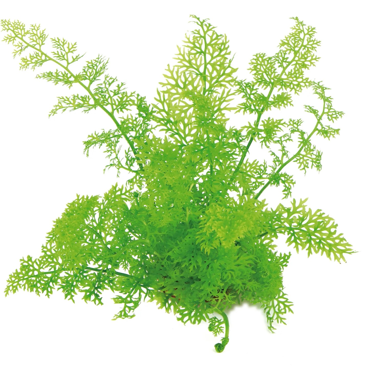 Dennerle Plants Aquariumpflanze Ceratopteris Thalictroides