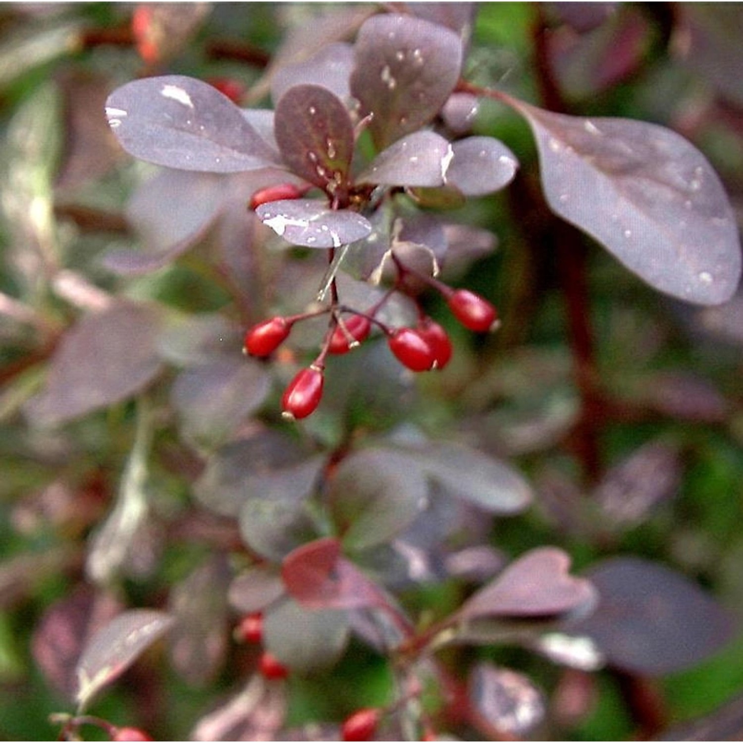 Hecken Berberitze  Rosy Rocket 40-60cm - Berberis thunbergii günstig online kaufen