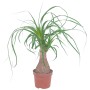 GROW by OBI Elefantenfuß (Beaucarnea Recurvata) im braunen Topf, ca. 12 cm Durchmesser.