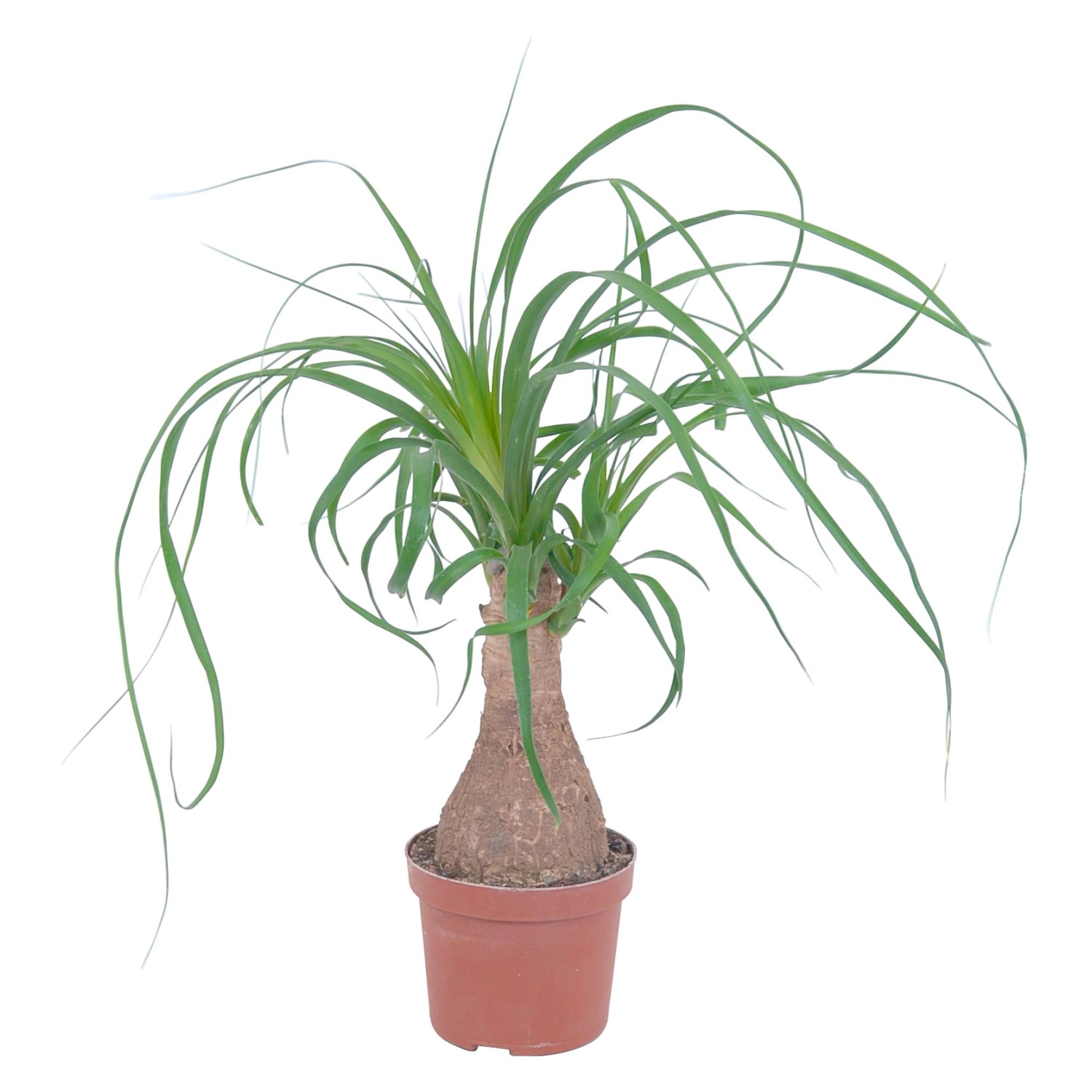 GROW by OBI Elefantenfuß Topf Ø ca. 12 cm Beaucarnea Recurvata