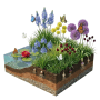 Schmetterlingsfreundliche Blumenzwiebeln für den Teichrand. Bunter Querschnitt mit blühenden Pflanzen, Wasserlilie und Schmetterlingen.