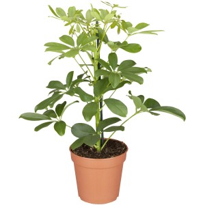 Strahlenaralie 'Nora' im braunen Topf, ca. 13 cm Ø, Zimmerpflanze mit grünen Blättern.