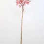 Prunus Okame Zierkirsche mit rosa Blüten, Stammhöhe 100 cm im Topf.
