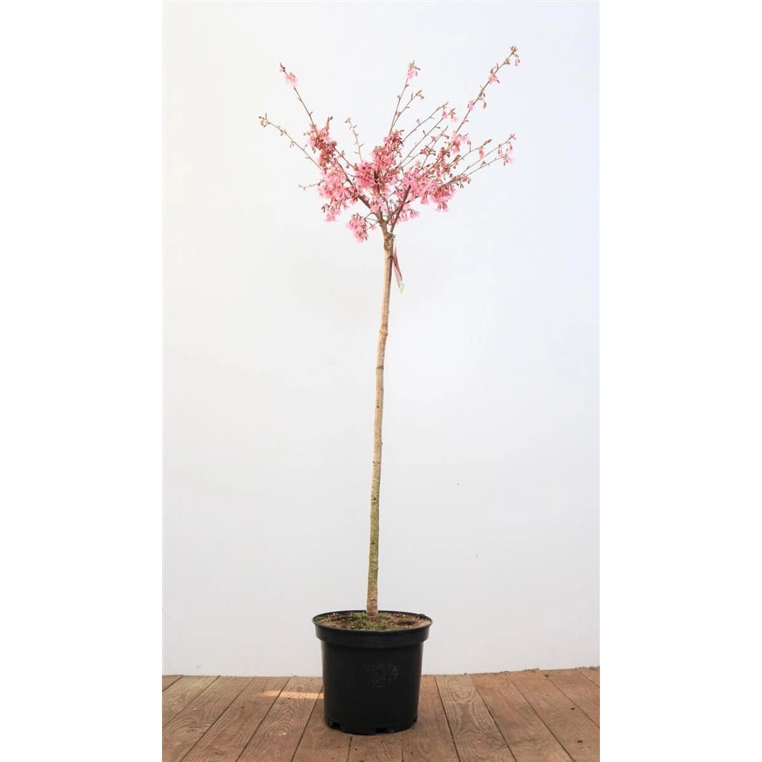 Prunus Okame Zierkirsche Rosa Blüten 100 cm Stammhöhe günstig online kaufen