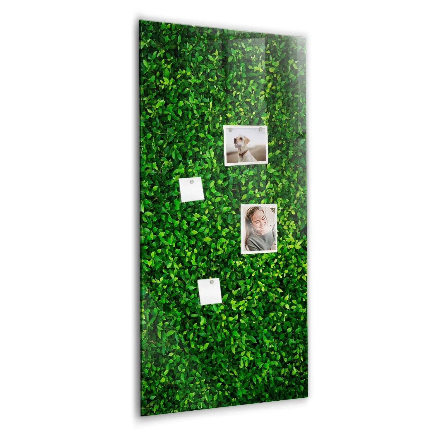 Tulup Beschreibbare Glasmagnettafel Blätter Der Zaunpflanze 60x120 cm Magnettafel Büro Glas Weißer Marker Glassboard Mag...