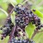 Nahaufnahme von reifen, schwarzen Holunderbeeren (Sambucus Nigra Haschberg) an einem Strauch.