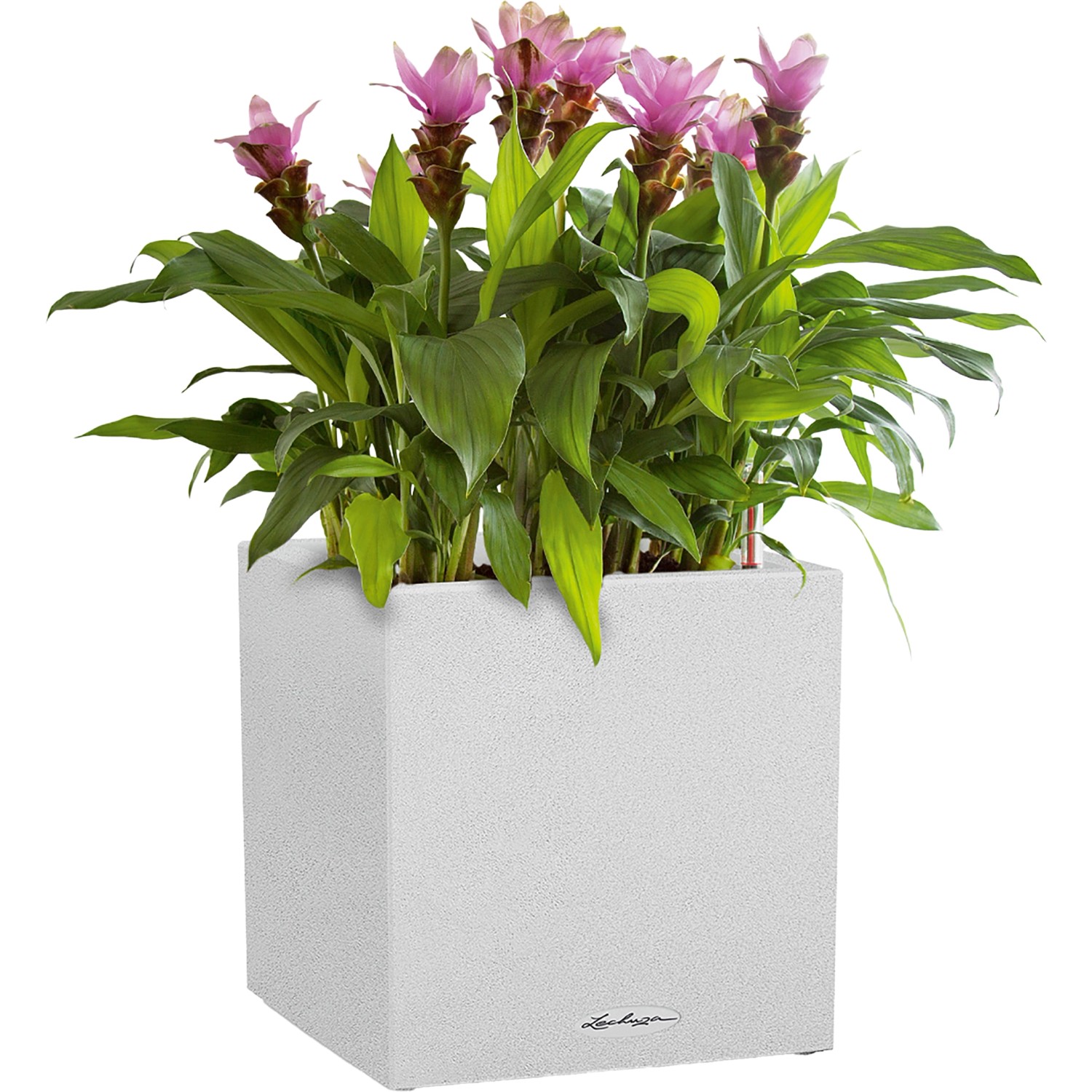 Lechuza Canto Stone low Pflanzkübel, Quarzweiß, 30x30 cm, mit Bewässerungssystem.