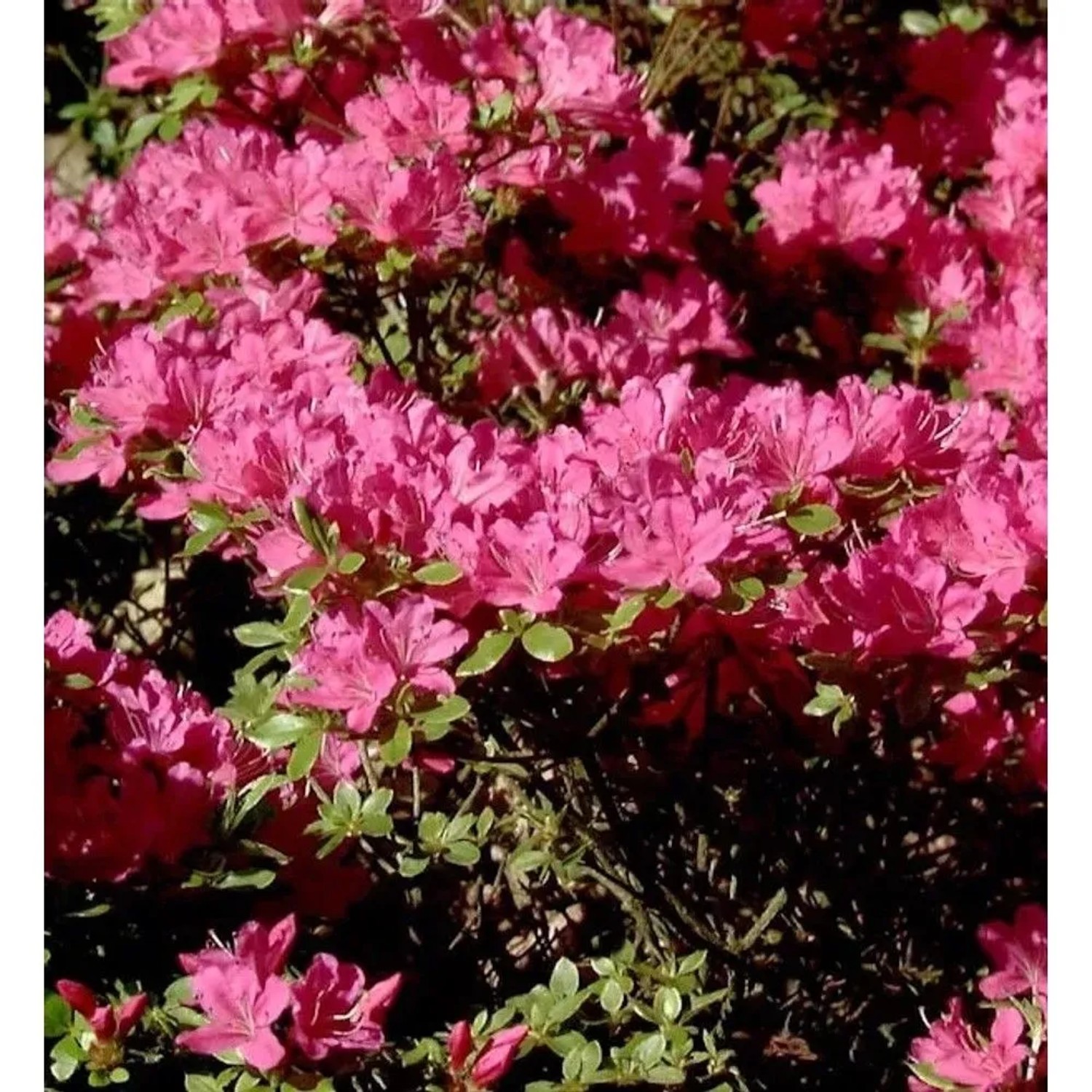 Japanische Azalee Diamant Purpur 25-30cm - Rhododendron obtusum - Zwerg Alpenrose