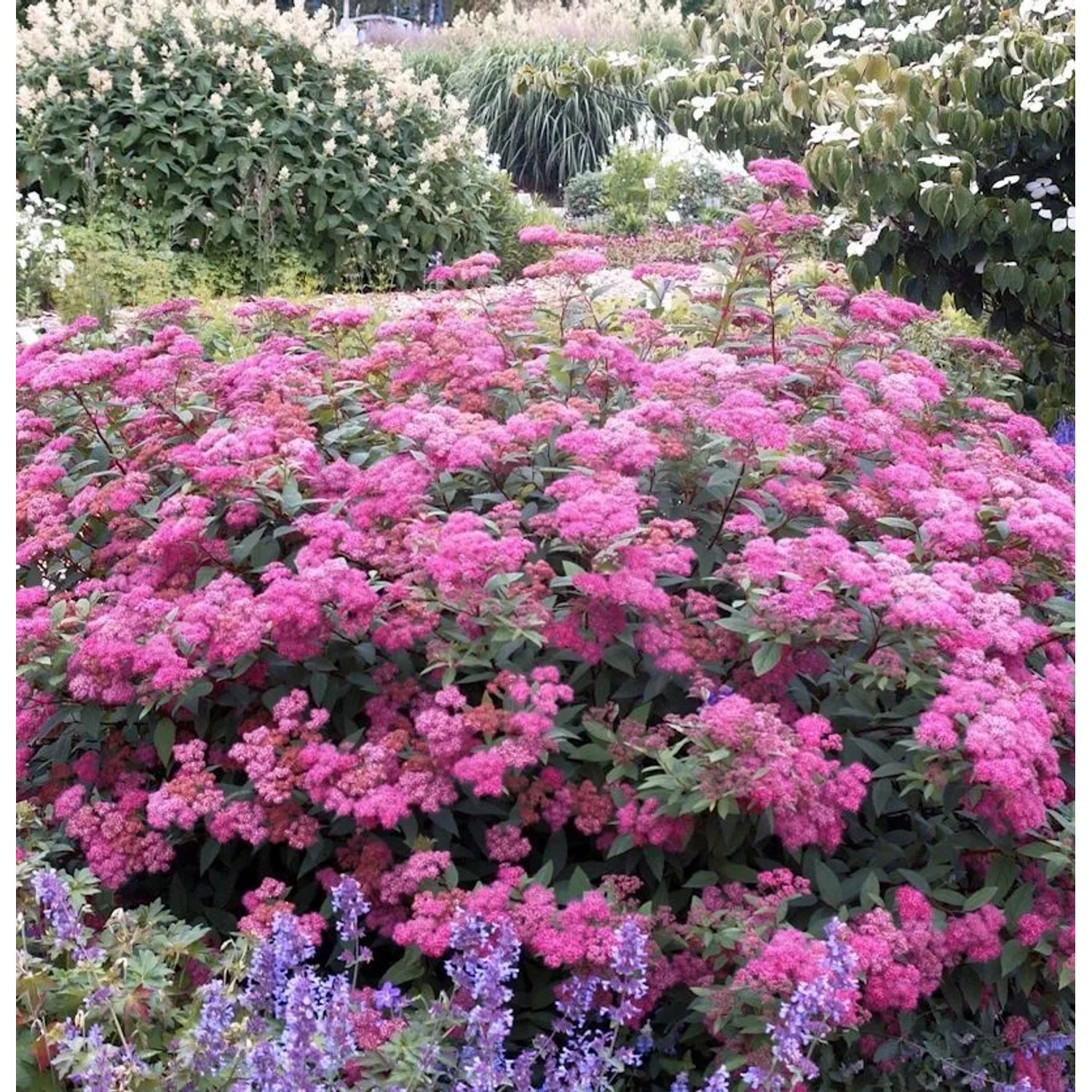 Sommerspierstrauch Double Play Artist 30-40cm - Spiraea japonica