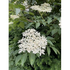 Baumfink Schwarzer Holunder Topfpflanze mit cremeweißen Blüten und grünen Blättern.