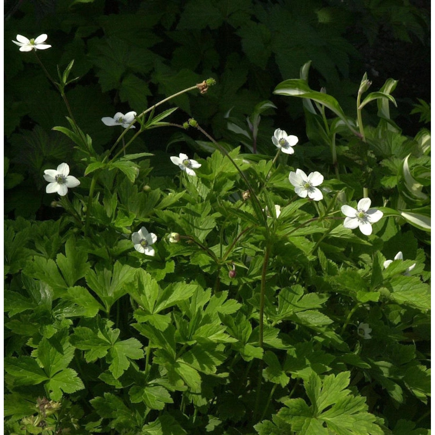 Bach-Anemone - Anemone Anemone rivularis