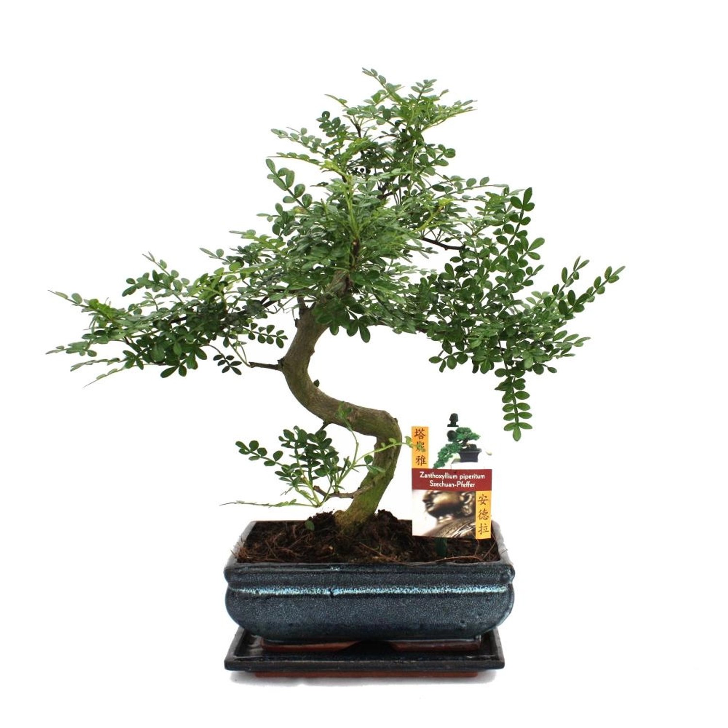 Exotenherz Bonsai Szechuan-Pfeffer Zanthoxylum Piperitum ca. 10 Jahre günstig online kaufen