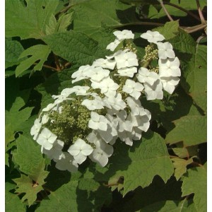 Eichenblättrige Hortensie mit weißen Blüten und grünen Blättern.