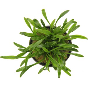 Dennerle Plants Cryptocoryne Parva, kleine grüne Aquariumpflanze im Topf, ideal für Nano Aquarien.