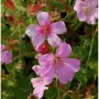 Storchenschnabel Rose Clair Staude mit leuchtend rosa Blüten und grünen Blättern.