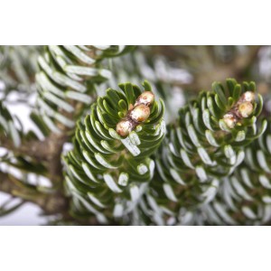 Nahaufnahme der silbernadeligen Abies Koreana 'Silver Star' Koreatanne.