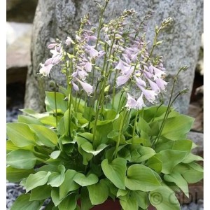Funkie 'Stenantha' (Hosta fortunei) mit helllila Blüten und grünen Blättern im Topf.