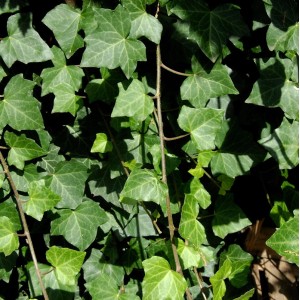Großblättriger irischer Efeu (Hedera helix hibernica) mit grünen Blättern.