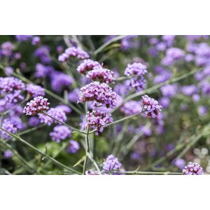 Violette Blütenstände der Verbena Bonariensis 'Lollipop' (Patagonisches Eisenkraut) im 9x9 cm Topf.