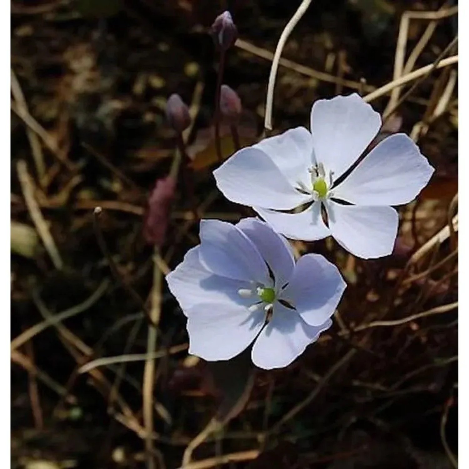 Herzblattschale - Jeffersonia dubia günstig online kaufen
