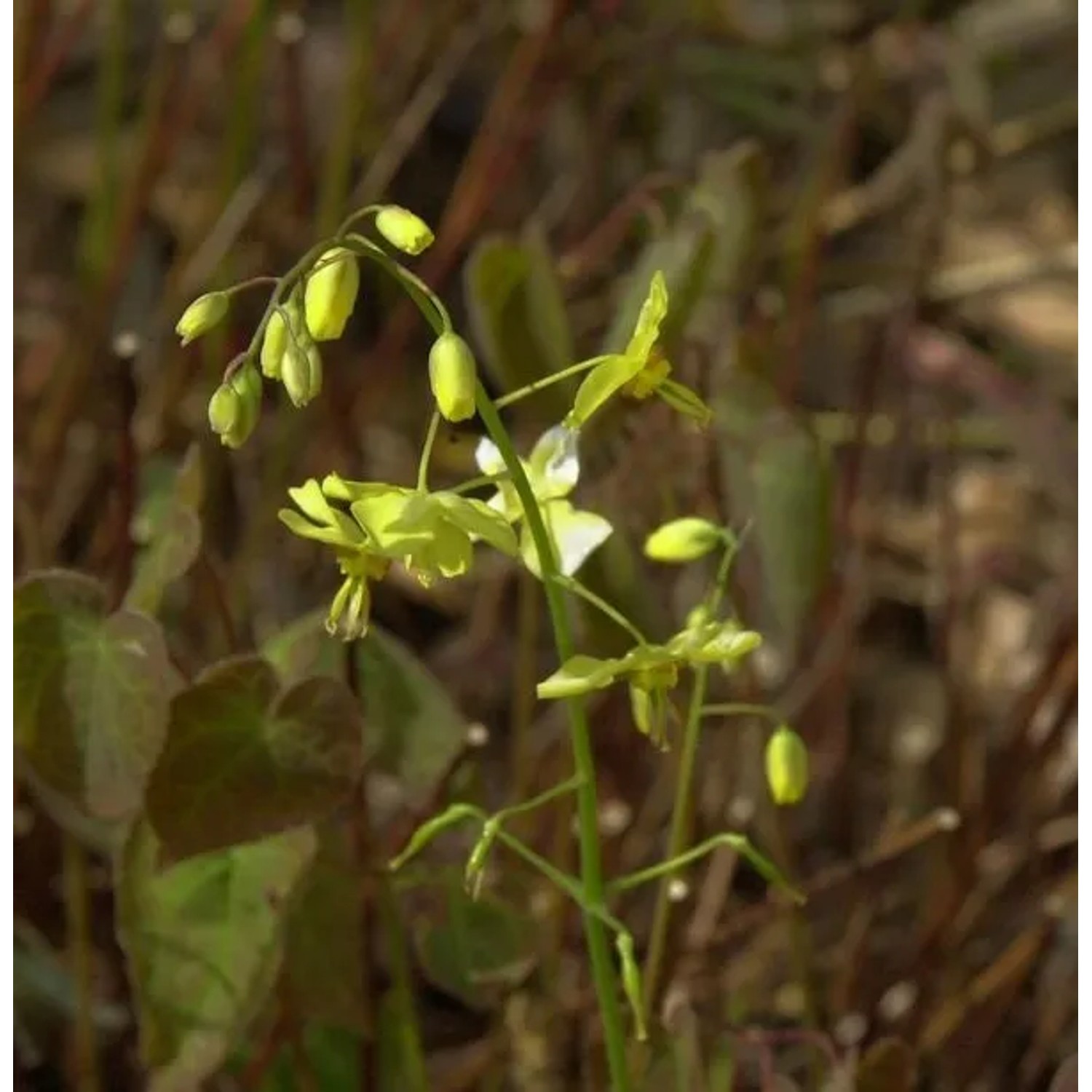 Schwarzmeer Elfenblume - Epimedium pinnatum