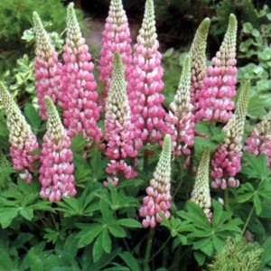 6 x Lupine 'The Chatelaine' Lupinus Topf 9cm Rosa Blüten