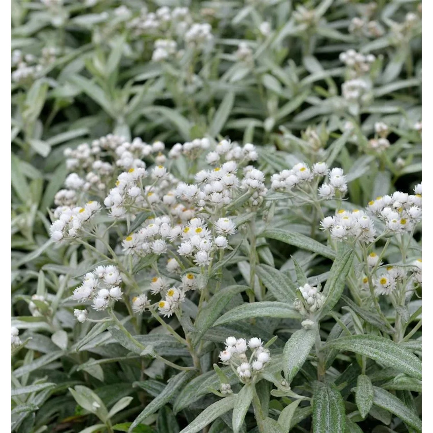 Perlkörbchen Silver Wave - Anaphalis triplnervis