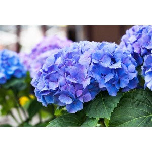Blaue Bauernhortensie (Hydrangea Macrophylla Early Blue) mit üppigen Blüten als Zimmerpflanze.