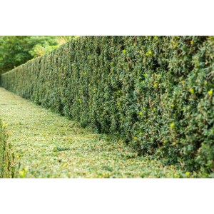 Dichte, grüne Eibenhecke (Taxus baccata), ideal als Sichtschutz und zur Gartengestaltung.