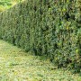 Dichte, grüne Eibenhecke (Taxus baccata), ideal als Sichtschutz und zur Gartengestaltung.