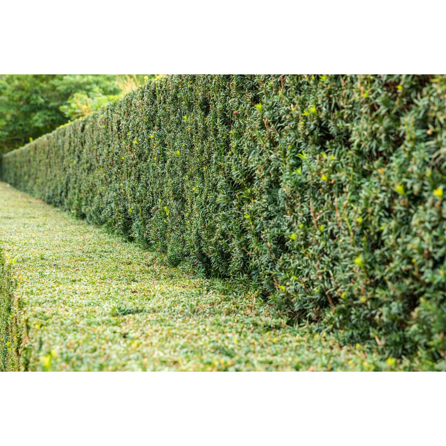 Eibe Set à 30 Stück Höhe ca. 80 100 cm Ballenware Taxus baccata