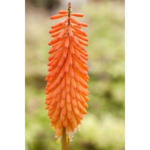 Nahaufnahme der leuchtend orange-roten Blüte der Fackellilie Alcazar im Topf.