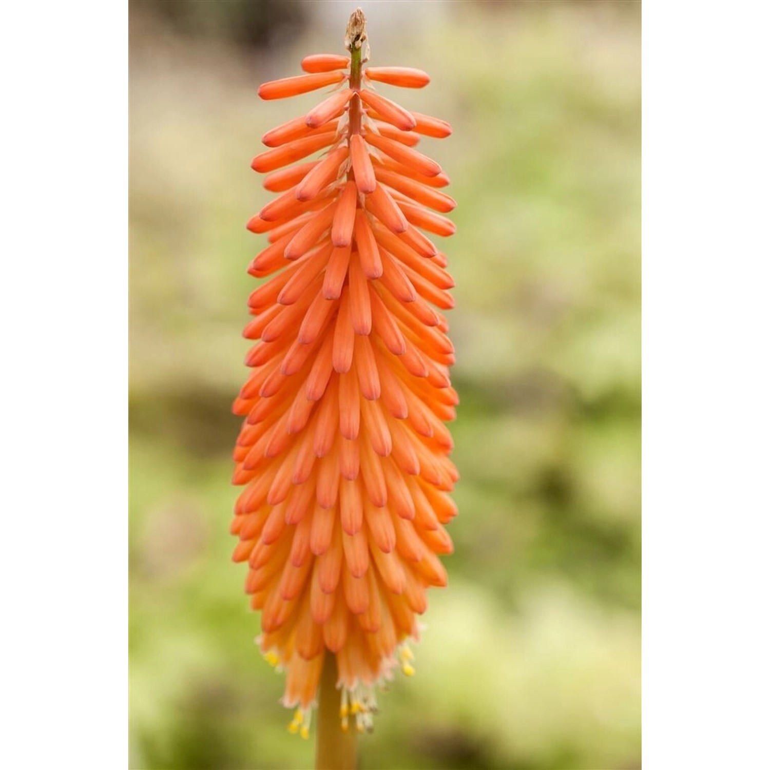 Kniphofia Uvaria Fackellilie Alcazar Ca 11x11 cm Topf günstig online kaufen