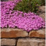 Niedrige, pinke Flammenblume 'Mc Daniels Cushion' (Phlox subulata) als Bodendecker im Garten.