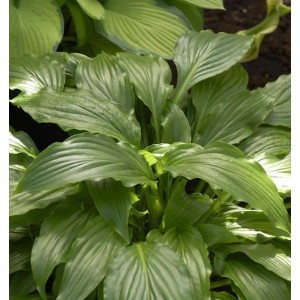 Nahaufnahme der grünen Blätter einer Kranichschnabel Funkie (Hosta kikutii).