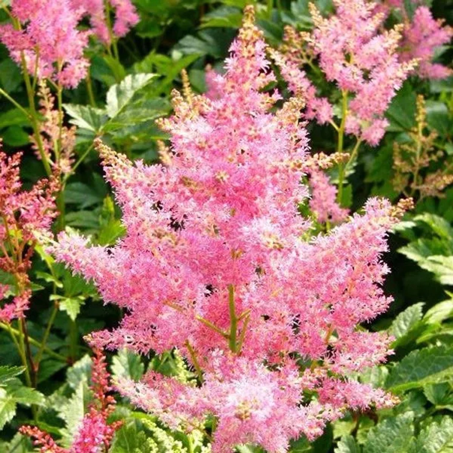 6 x Prachtspiere 'Rheinland' Astilbe japonica Topf 9cm Rosa Blüten