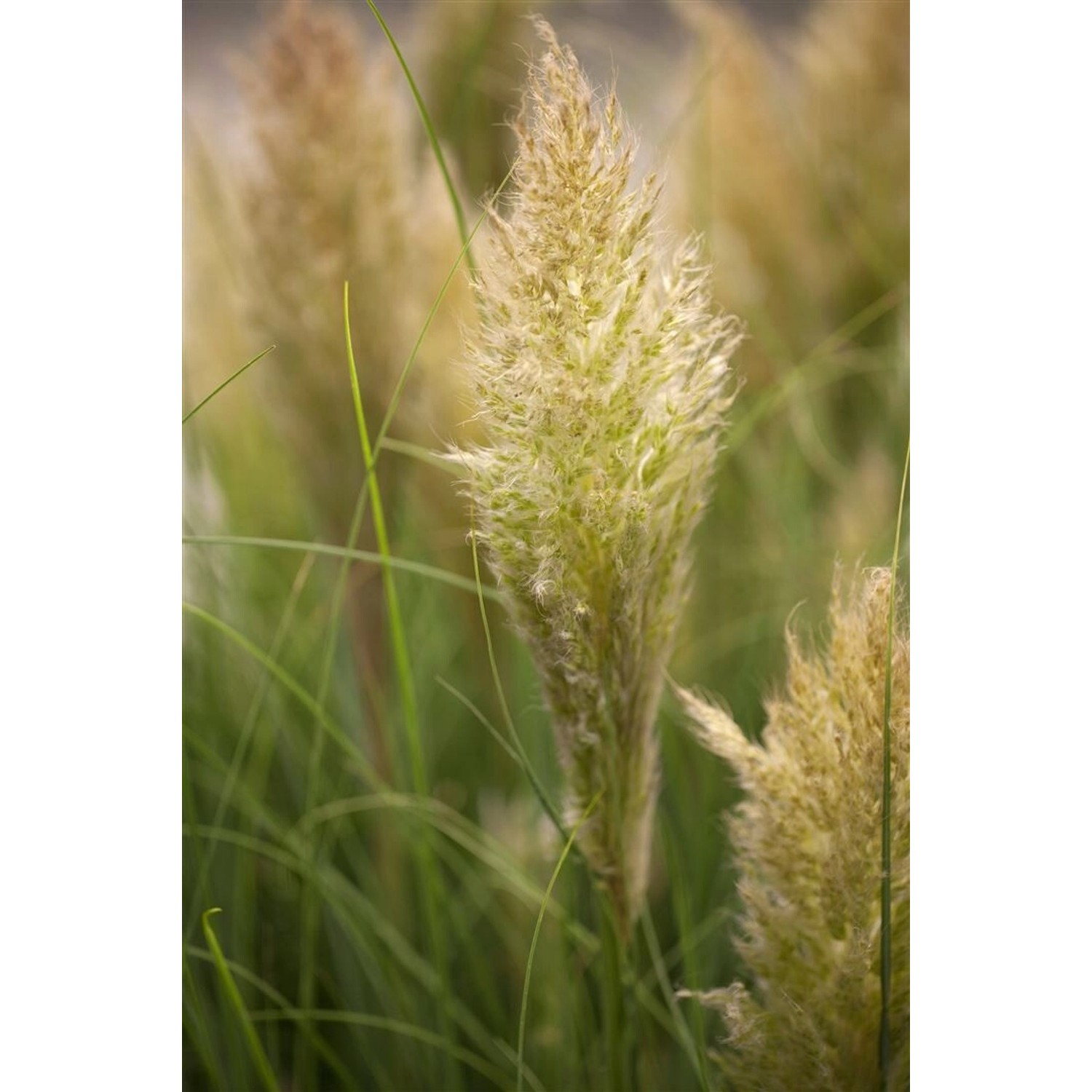 Cortaderia Selloana Liliput Pampasgras Kompakt 3-5 Liter Container günstig online kaufen