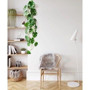 Künstliche Split Philodendron Girlande, 104 cm, grün, hängt dekorativ an weißer Wand neben Holzregal.