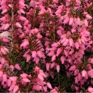 Winterheide rot Erica carnea 10 bis 12 cm im Container Rot Blühend