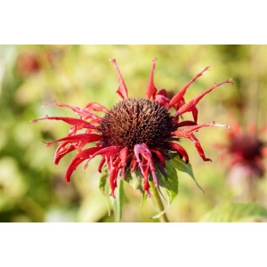 Nahaufnahme der roten Blüte der Monarda Didyma Squaw Indianernessel im Topf.