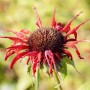 Nahaufnahme der roten Blüte der Monarda Didyma Squaw Indianernessel im Topf.