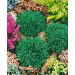 Foto von drei grünen Kugelzypressen (Chamaecyparis Lawsoniana Green Globe) im Garten.